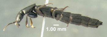 Media type: image;   Entomology 601863 Aspect: habitus lateral view